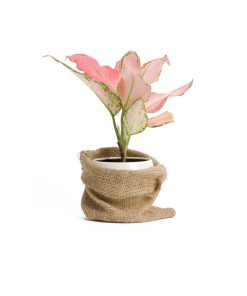 گلدان آپارتمانی کراسولا آواتا