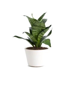 گلدان آپارتمانی ورزیا زبرا