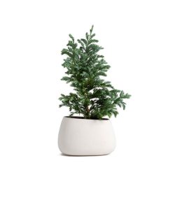 گلدان آپارتمانی بونسای جنسینگ