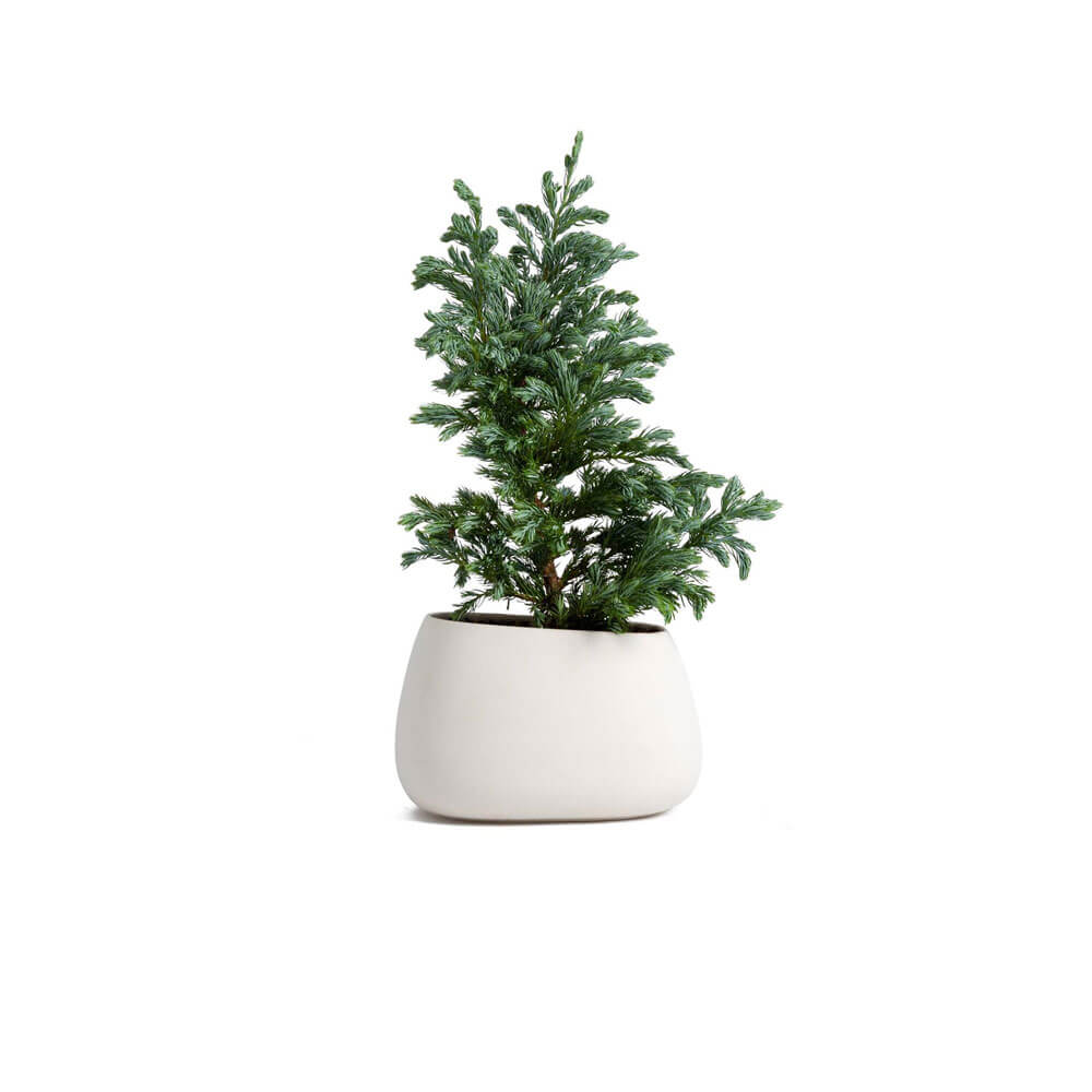 گلدان آپارتمانی بونسای جنسینگ