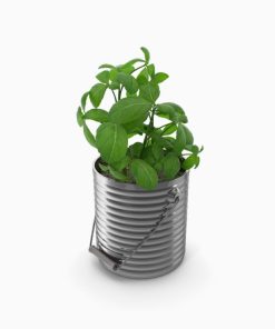 گل آپارتمانی فیکوس الاستیکا بلک