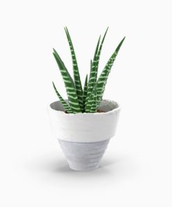 گلدان آپارتمانی پتوس