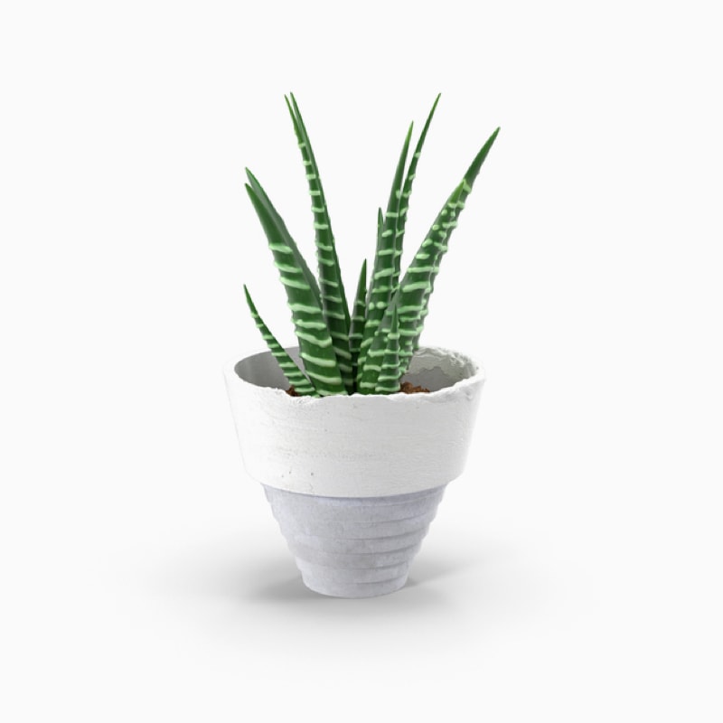 گلدان آپارتمانی ورزیا زبرا - تصویر 3