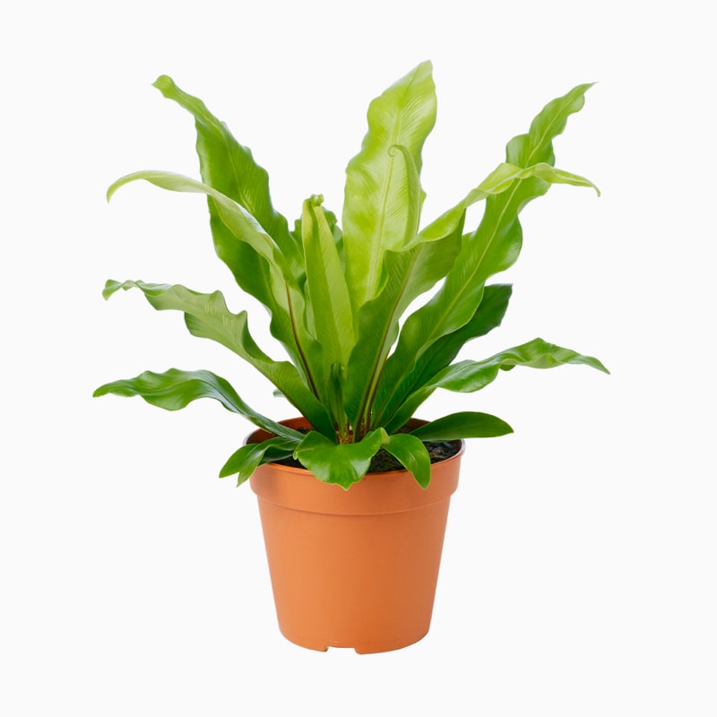 گلدان آپارتمانی یوکا بدون ساقه - تصویر 2