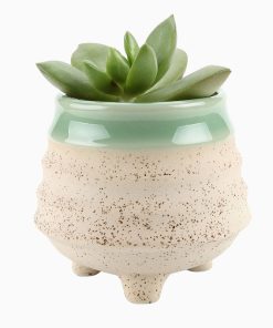 گلدان آپارتمانی تیلادنسیا